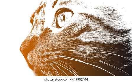 Head of a cat close up.