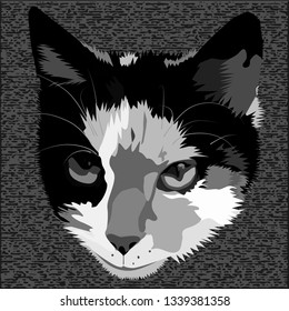 Head of a cat in gray-black tones on a textural background. Cat pet.