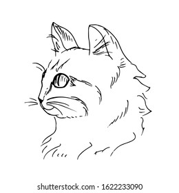 The head of a cat. Line art. Vector illustration.