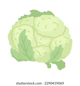 Head of cauliflower of the cruciferous family. Farm products. Harvesting vegetables for the winter, pickling, salting. Vegetarian food preparation. Vector illustration for farmers and food markets.