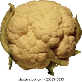 Una cabeza de coliflor. Seguimiento de vectores