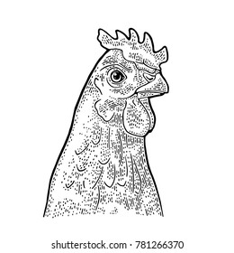 Head Chicken. Hand drawn in a graphic style. Vintage monochrome vector engraving illustration for poster, web. Isolated on white background