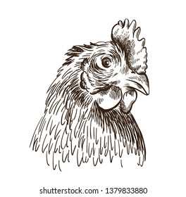 the head of a chicken. vector sketch on white