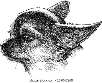 head of chihuahua