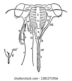 La cabeza de Cicada es un insecto del orden Hemiptera, dibujo vintage o ilustración de grabado.