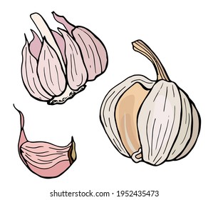 Head and clove of garlic. Hand-drawn illustration. White background, isolate. Vector illustration.	