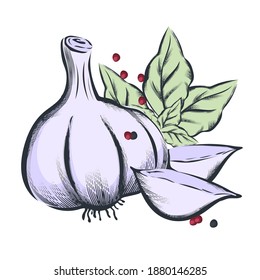 Head and cloves of garlic with basil leaves, hand drawn engraving vector illustration isolated on white background. Food culinary spicy ingredients of garlic and basil.