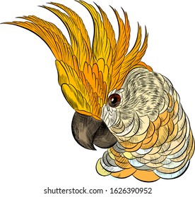 head cockatoo parrot portrait white yellow blue vector