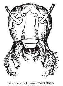 Vista frontal de la cucaracha de cabeza, ilustración grabada vintage. Historia natural de los animales, 1880.