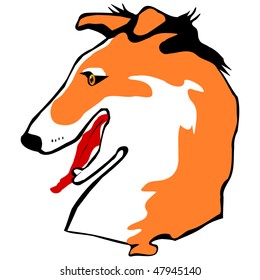 The head of a collie isolated on a white background