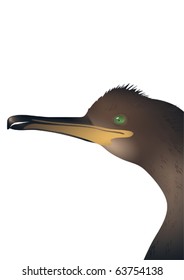 Head of cormorant white background