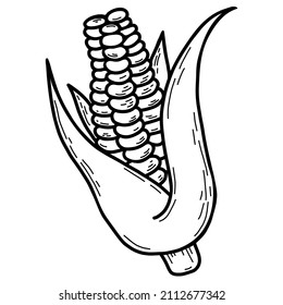 Head of corn with leaves. Beautiful ripe corn fruit. Vector illustration. Linear hand drawing, outline design and decoration, menu design and recipes