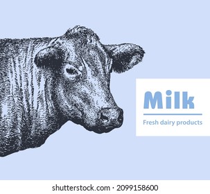 The head of a cow, a bull in a graphic vintage style. Linear drawing, sketch, vector illustration.