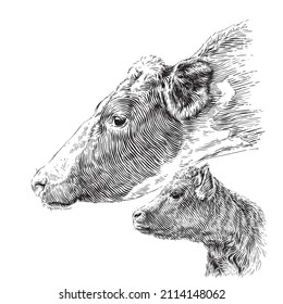 head cow and calf hand drawing sketch engraving illustration style