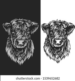 Head Cow Galloway Vector art portrait