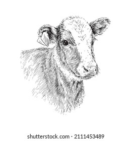 Head Cow Hand Drawing Sketch Engraving Illustration Style