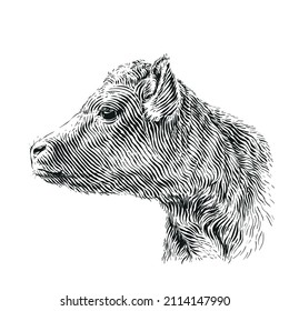 head cow hand drawing sketch engraving illustration style