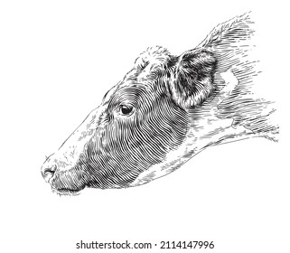 head cow hand drawing sketch engraving illustration style