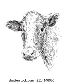 head cow hand drawing sketch engraving illustration style