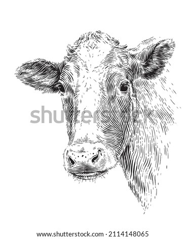 head cow hand drawing sketch engraving illustration style