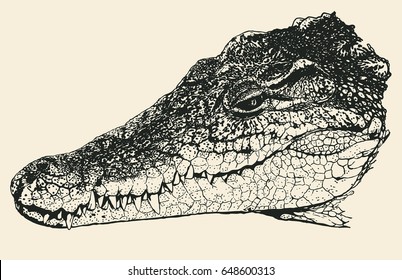 Head of a crocodile. Hand Drawn Character. Vector Illustration.