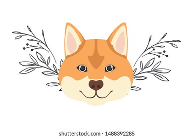 head of cute akita inu dog on white background
