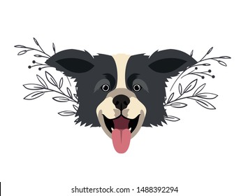 head of cute border collie dog on white background