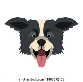head of cute border collie dog on white background