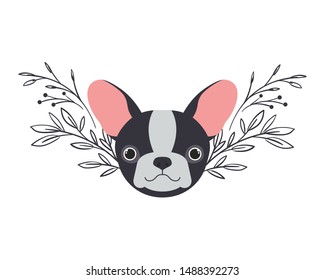 head of cute boston terrier dog on white background