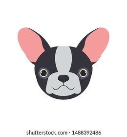 head of cute boston terrier dog on white background