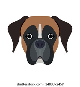 head of cute boxer dog on white background