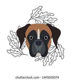 head of cute boxer dog on white background