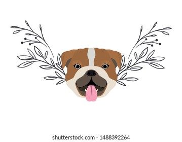 head of cute bulldog ingles dog on white background