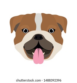 head of cute bulldog ingles dog on white background