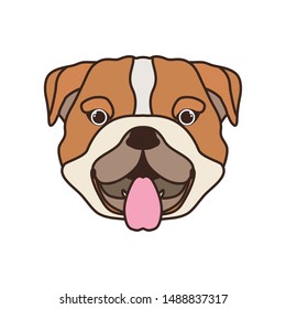 head of cute bulldog ingles dog on white background