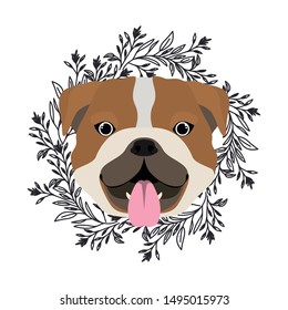 head of cute bulldog ingles dog on white background