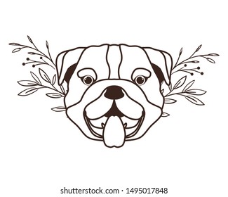 head of cute bulldog ingles dog on white background