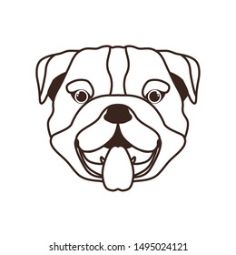 head of cute bulldog ingles dog on white background