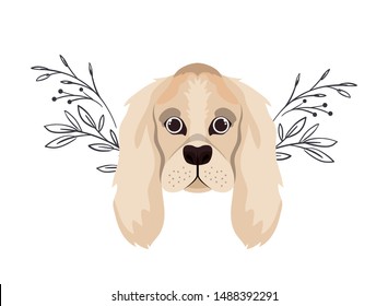 head of cute cocker spaniel ingles dog on white