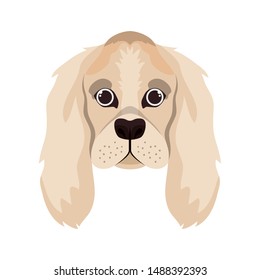 head of cute cocker spaniel ingles dog on white