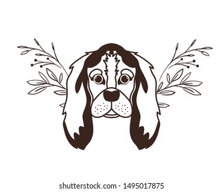 head of cute cocker spaniel ingles dog on white