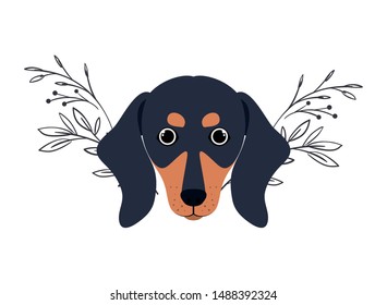 head of cute dachshund dog on white background