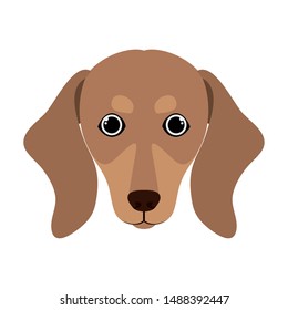 head of cute dachshund dog on white background