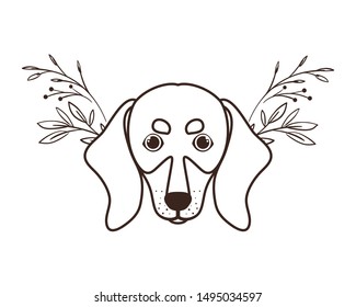 head of cute dachshund dog on white background