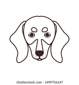 head of cute dachshund dog on white background