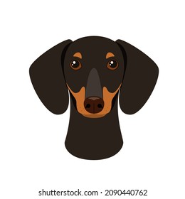 The head of a cute dachshund on a white background. A dog in a cartoon design.
