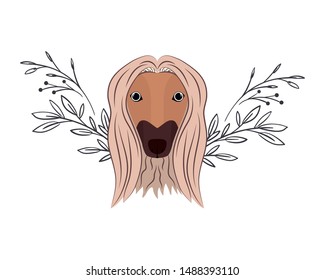 head of cute galgo afgano dog on white background
