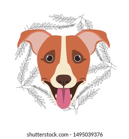 head of cute jack russell rerrier dog on white background