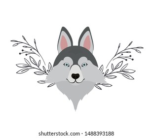 head of cute lobo siberiano dog on white background