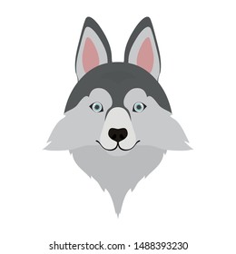 head of cute lobo siberiano dog on white background